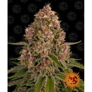 PINK KUSH FEM 10 SEMI- BARNEY'S FARM