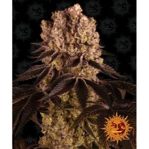 PURPLE PUNCH FEM 5 SEMI- BARNEY'S FARM