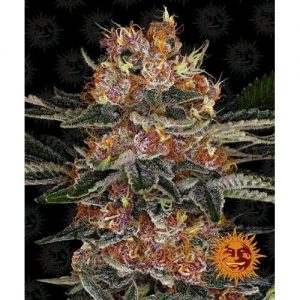 PURPLE PUNCH AUTO 10 SEMI- BARNEY'S FARM