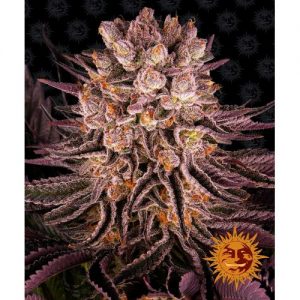 MIMOSA X ORANGE PUNCH 10 SEMI- BARNEY'S FARM