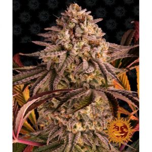 BLUE SUNSET SHERBET 10 SEMI- BARNEY'S FARM