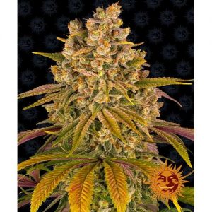 LEMON TREE FEM 10 SEMI- BARNEY'S FARM