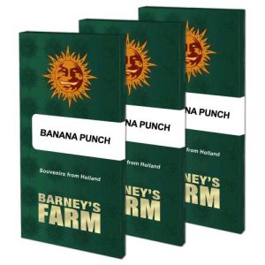 BANANA PUNCH FEM- 10 SEMI- BARNEY'S FARM