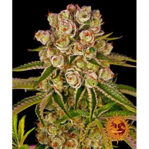 KUSH MINTZ FEM 10 SEMI- BARNEY'S FARM