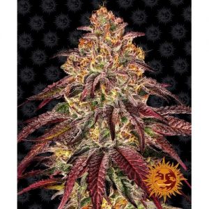 MIMOSA X ORANGE PUNCH AUTO 10 SEMI- BARNEY'S FARM