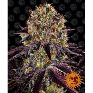 RUNTZ X LAYER CAKE FEM 10 SEMI- BARNEY'S FARM