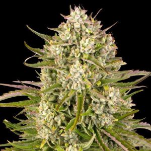 WEDDING CAKE AUTO 3 SEMI- BARNEY'S FARM