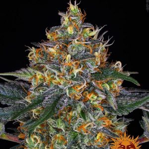 MOBY DICK AUTO 10 SEMI- BARNEY'S FARM
