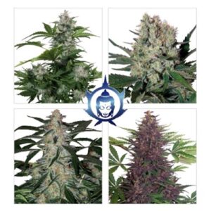 ASSORTED AUTO- BLISTER 10 SEMI ASSORTITI SEPARABILI- BUDDHA SEEDS