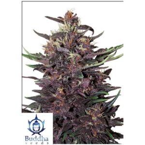 BUDDHA PURPLE KUSH AUTO- BLISTER 10 SEMI SEPARABILI- BUDDHA SEEDS