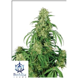 CALAMITY JANE AUTO 3 SEMI- BUDDHA SEEDS