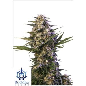 KRAKEN FEMMINIZZATA- BLISTER 10 SEMI SEPARABILI- BUDDHA SEEDS