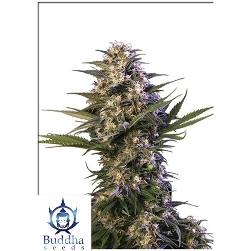 AMNESIA FEMMINIZZATA- BLISTER 10 SEMI SEPARABILI- BUDDHA SEEDS