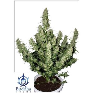 MAGNUM AUTO 3 SEMI- BUDDHA SEEDS