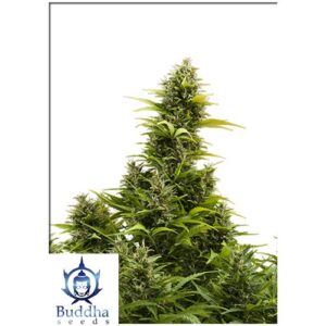 MEDIKIT AUTO 3 SEMI- BUDDHA SEEDS