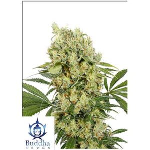 MEDIKIT FEMMINIZZATA 3 SEMI- BUDDHA SEEDS