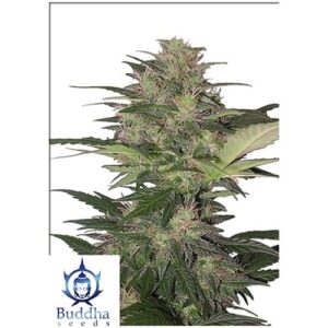 RED DWARF AUTO- BLISTER 10 SEMI SEPARABILI- REGOLARI- BUDDHA SEEDS