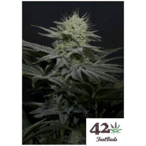 GG4 SHERBET FF FEM- FAST BUDS