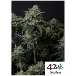GORILLA COOKIES FF FEM- FAST BUDS