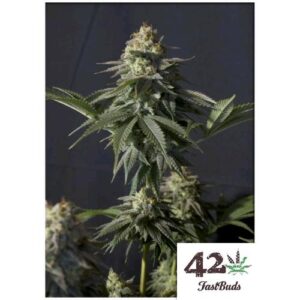 ORANGE SHERBET FF FEM- FAST BUDS