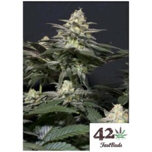 PURPLE LEMONADE FF FEM- FAST BUDS