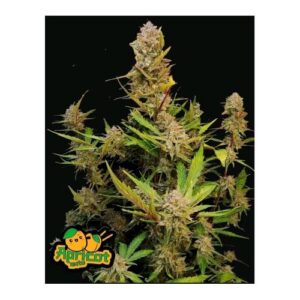 APRICOT AUTO 100 SEMI- FAST BUDS
