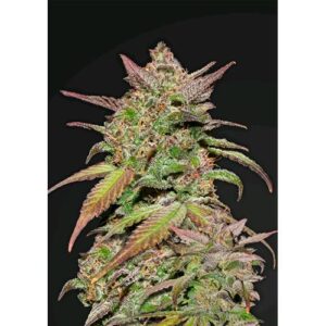 GELATO AUTO- FAST BUDS
