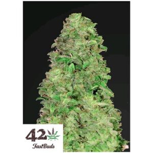 CBD AUTO 20:1- FAST BUDS