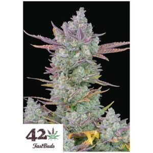 GORILLA COOKIES AUTO- FAST BUDS