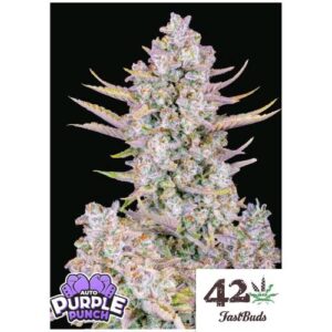 PURPLE PUNCH AUTO- FAST BUDS