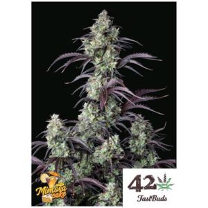 MIMOSA CAKE AUTO- FAST BUDS