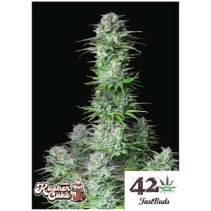 KOSHER CAKE AUTO- FAST BUDS
