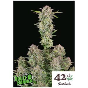 BRUCE BANNER AUTO- FAST BUDS