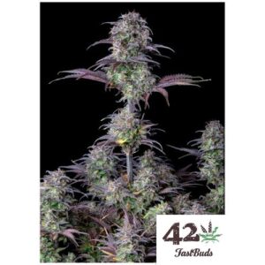 BLUEBERRY AUTO- FAST BUDS