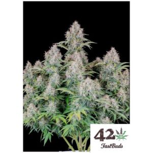 CINDERELLA AUTO- FAST BUDS