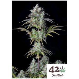 BIG BUD AUTO- FAST BUDS