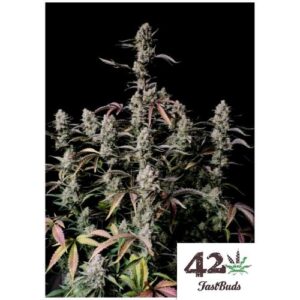 GORILLA ZKITTLEZ AUTO- FAST BUDS