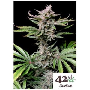 CHERRY COLA AUTO- FAST BUDS