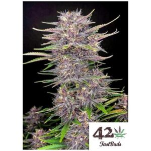 BANANA PURPLE PUNCH AUTO- FAST BUDS