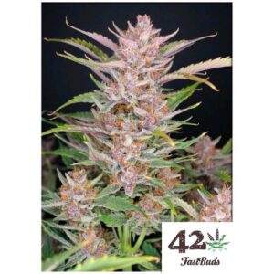 GORILLA PUNCH AUTO- FAST BUDS