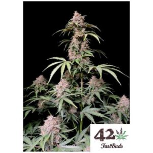 AMNESIA ZKITTLEZ AUTO- FAST BUDS