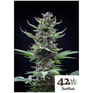 TROPICANA COOKIES AUTO- FAST BUDS