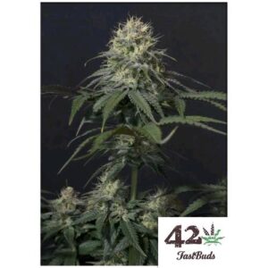 TROPICANA COOKIES FF FEM- FAST BUDS