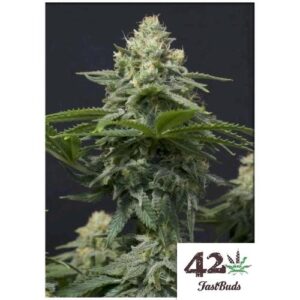 WEDDING CHEESECAKE FF FEM- FAST BUDS