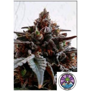 GOLOSA FEM 10 SEMI- DELICIOUS SEEDS
