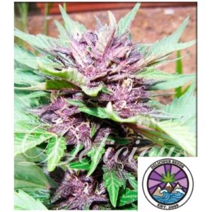 DARK PURPLE AUTO- DELICIOUS SEEDS