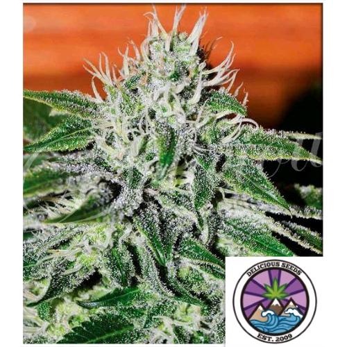CRITICAL JACK HERER FEM 3 SEMI- DELICIOUS SEEDS