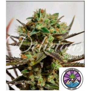 DELICIOUS CANDY FEM 3 SEMI- DELICIOUS SEEDS