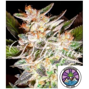 DELICIOUS CANDY AUTO- DELICIOUS SEEDS
