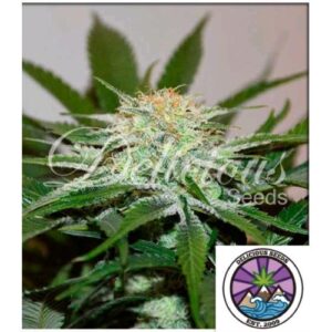 DESCOJACK FEM 3 SEMI- DELICIOUS SEEDS